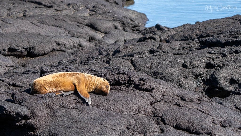 Galápagos sea lion resting on black volcanic lava at Espinoza Point, Fernandina Island.