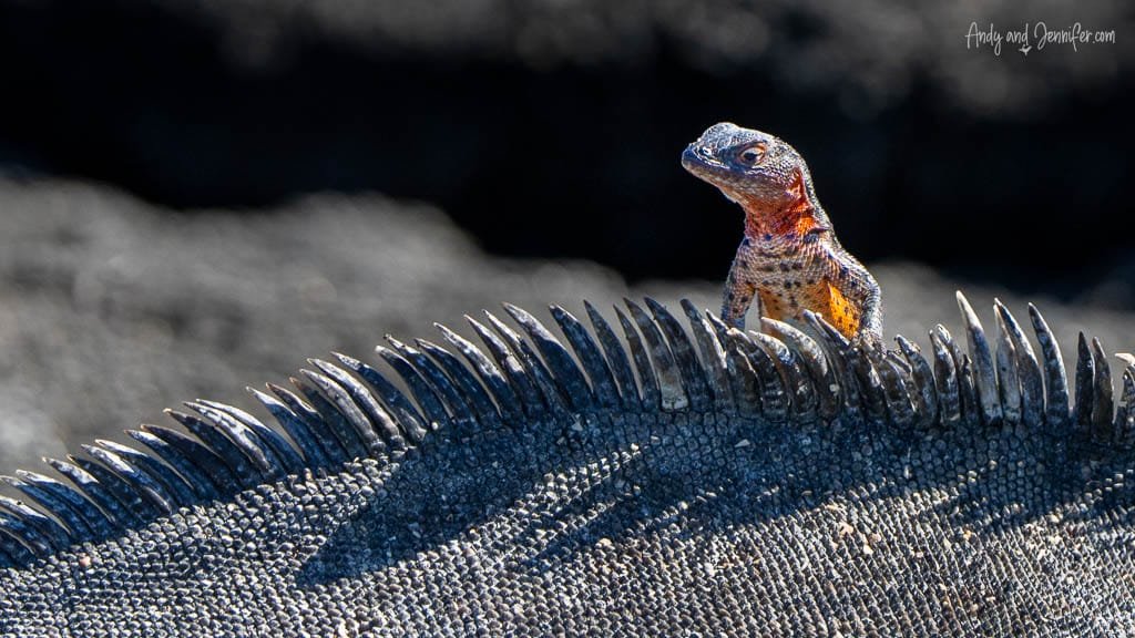 Lava lizard perched between the spines of a marine iguana at Espinoza Point, Fernandina Island, Galápagos.