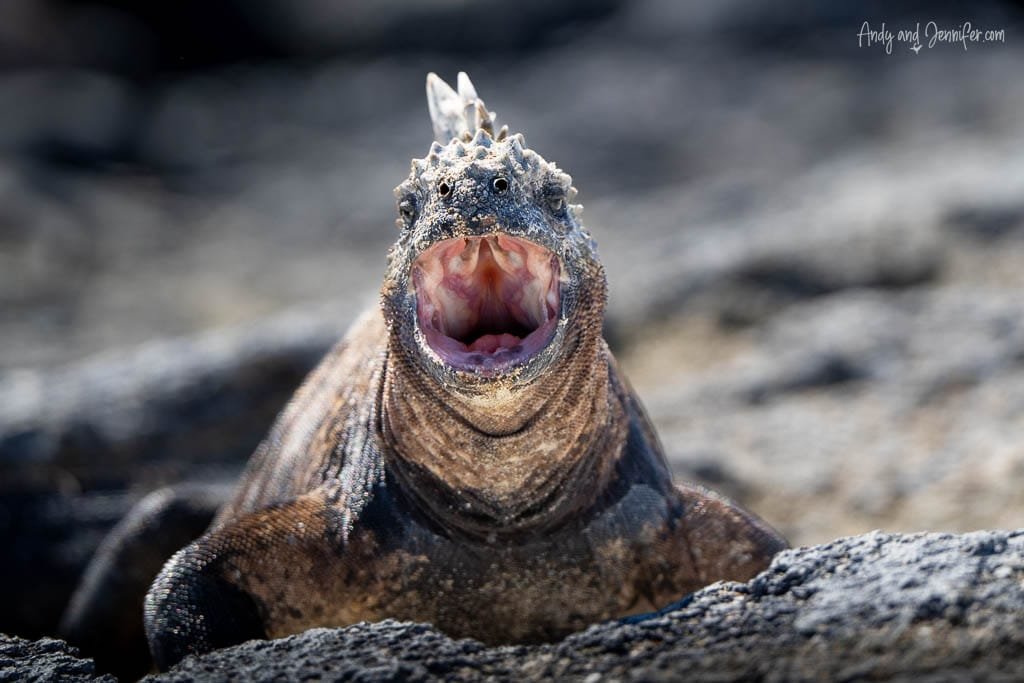 Marine iguana with its mouth open on the volcanic rocks at Espinoza Point, Fernandina Island, Galápagos.