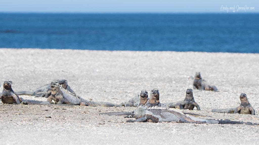 Marine iguanas resting together on a sandy beach at Espinoza Point, Fernandina Island, Galápagos.