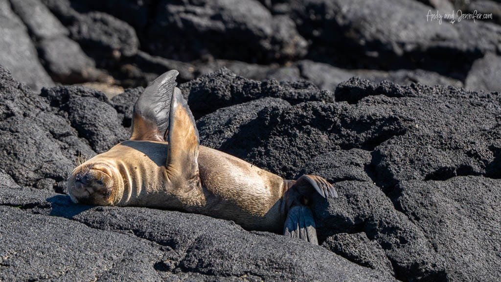 Galápagos sea lion lying on its back among black lava rocks at Espinoza Point, Fernandina Island.