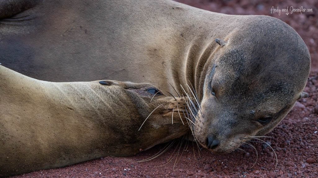 Galápagos sea lion pup nursing from its mother on the red sand beach of Rábida Island.