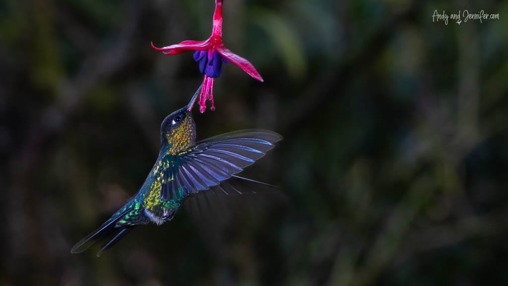 Fiery-throated Hummingbird hovering beneath a pink fuchsia flower at Paraíso Quetzales, Savegre Valley, Costa Rica.