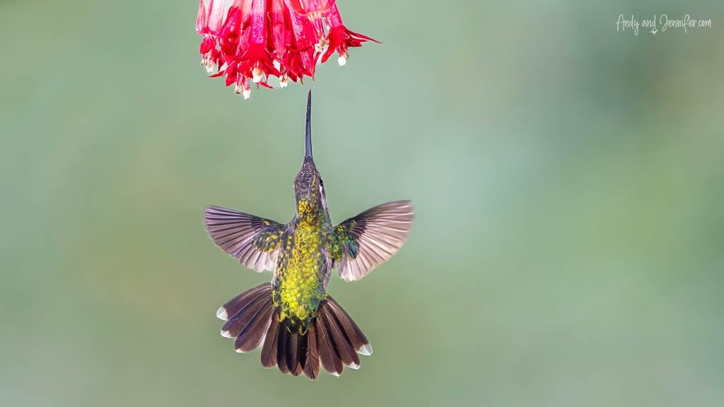 Fiery-throated Hummingbird hovering below a red fuchsia flower at Paraíso Quetzales, Savegre Valley, Costa Rica.