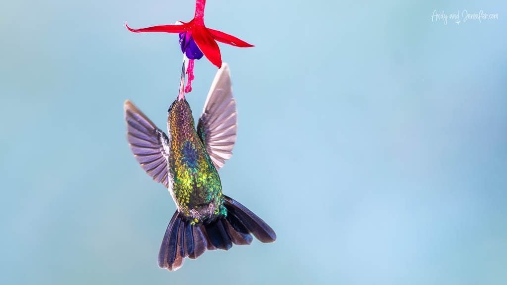 Hummingbird feeding from a red fuchsia flower at Paraíso Quetzales, Savegre Valley, Costa Rica