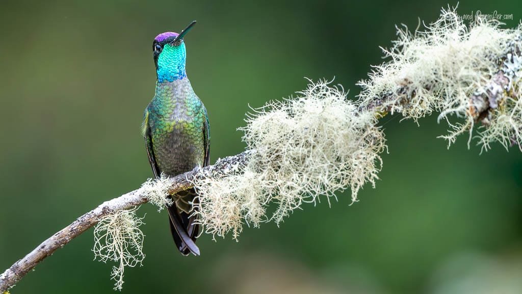 Lesser Violetear perched on a lichen-covered branch at Paraíso Quetzales in the Savegre Valley, Costa Rica.