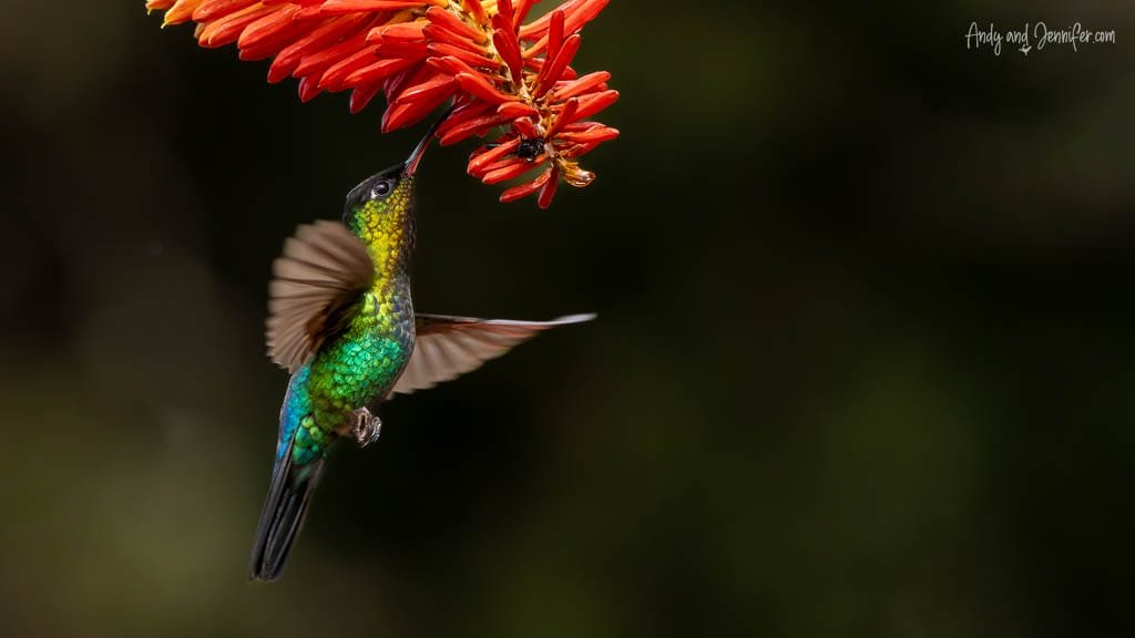 Fiery-throated Hummingbird feeding from an orange torch lily flower at Paraíso Quetzales in the Savegre Valley, Costa Rica.
