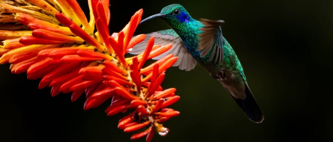 Lesser Violetear hovering beside an orange torch lily flower at Paraíso Quetzales in the Savegre Valley, Costa Rica.