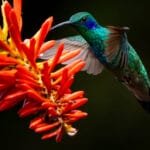 Lesser Violetear hovering beside an orange torch lily flower at Paraíso Quetzales in the Savegre Valley, Costa Rica.