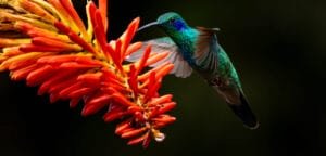 Lesser Violetear hovering beside an orange torch lily flower at Paraíso Quetzales in the Savegre Valley, Costa Rica.