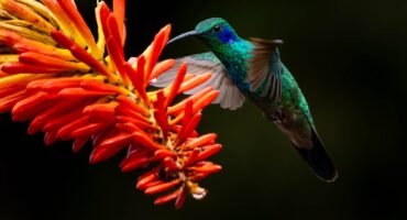 Lesser Violetear hovering beside an orange torch lily flower at Paraíso Quetzales in the Savegre Valley, Costa Rica.