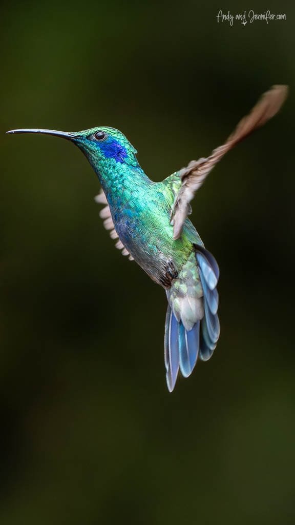 Lesser Violetear hovering in flight at Paraíso Quetzales in the Savegre Valley, Costa Rica.