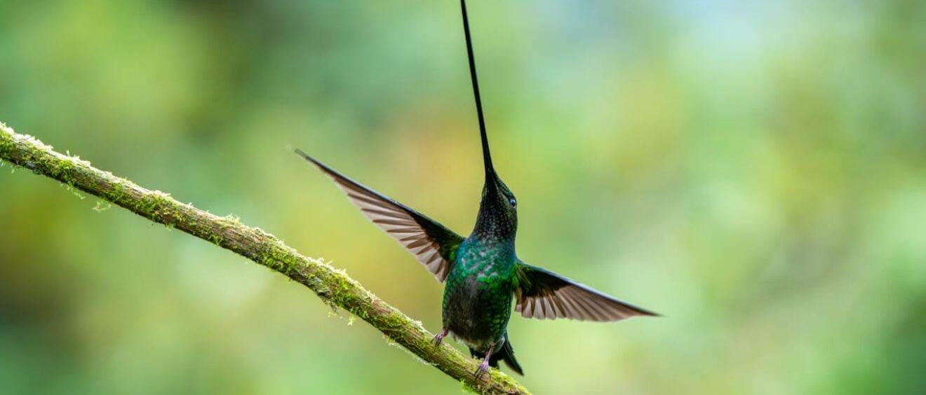 Sword-billed Hummingbird spreading its wings on a moss-covered branch at Zuroloma Reserve near Quito, Ecuador.
