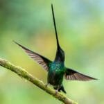 Sword-billed Hummingbird spreading its wings on a moss-covered branch at Zuroloma Reserve near Quito, Ecuador.
