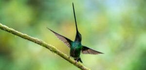 Sword-billed Hummingbird spreading its wings on a moss-covered branch at Zuroloma Reserve near Quito, Ecuador.