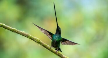 Sword-billed Hummingbird spreading its wings on a moss-covered branch at Zuroloma Reserve near Quito, Ecuador.