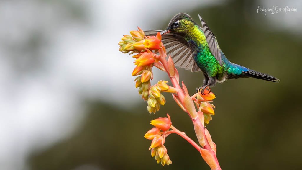Fiery-throated Hummingbird feeding from an aloe flower at Paraíso Quetzales in the Savegre Valley, Costa Rica.