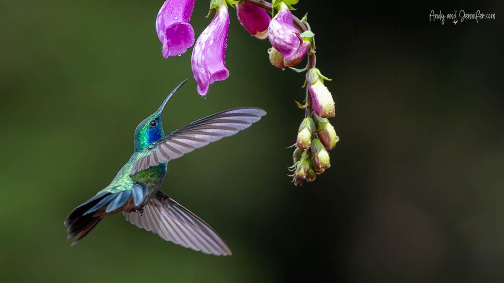 Lesser Violetear hovering beneath purple foxglove flowers at Paraíso Quetzales in the Savegre Valley, Costa Rica.