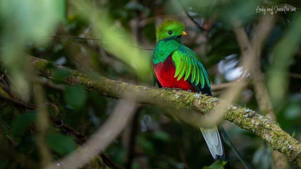 Male Resplendent Quetzal perched among cloud forest branches at Mirador de Quetzales in the Savegre Valley, Costa Rica.