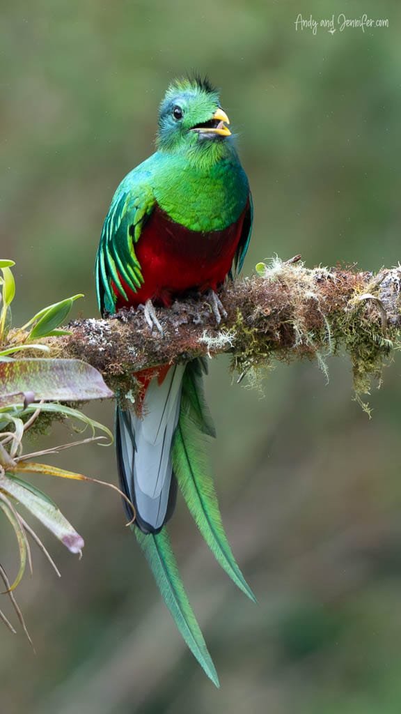 Male Resplendent Quetzal calling from a moss-covered branch at Mirador de Quetzales in the Savegre Valley, Costa Rica.