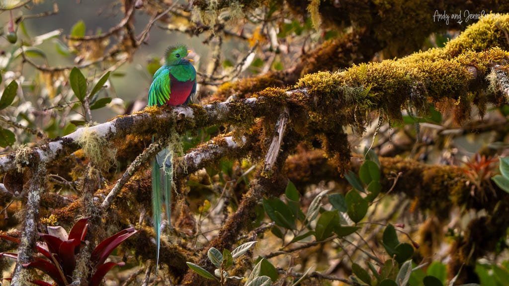Male Resplendent Quetzal perched in the cloud forest at Mirador de Quetzales in the Savegre Valley, Costa Rica.