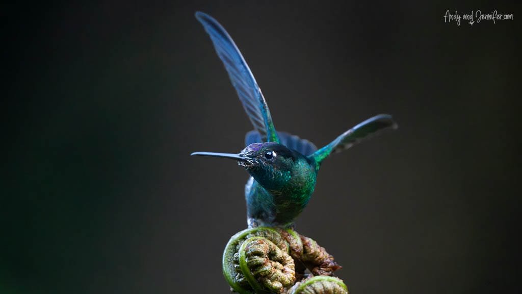 Talamanca Hummingbird spreading its wings while perched on a fern at Paraíso Quetzales in the Savegre Valley, Costa Rica.