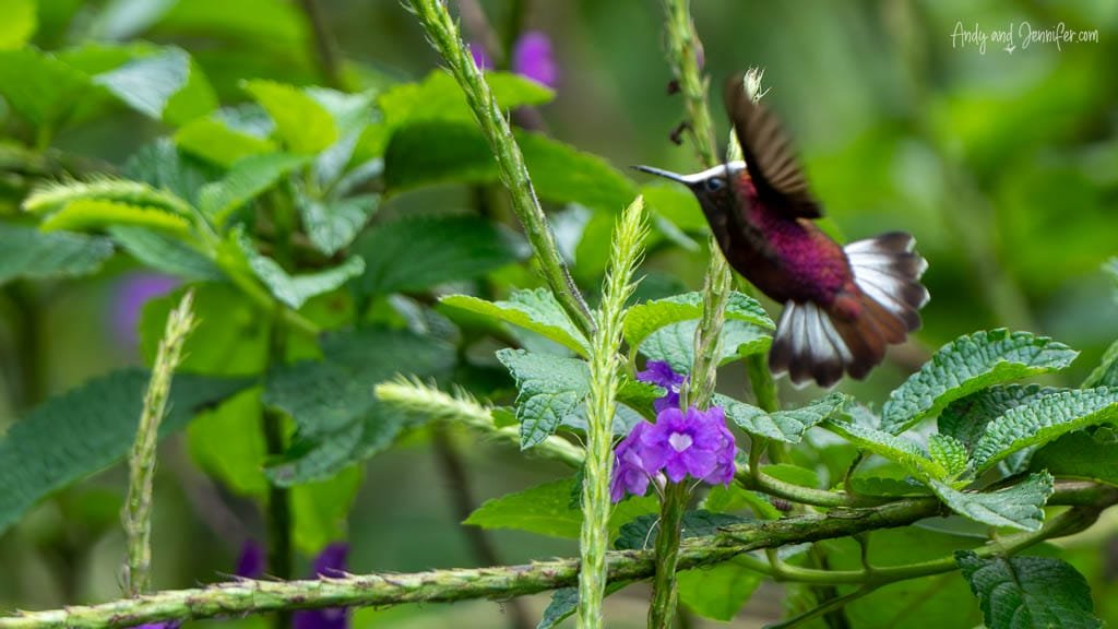 Snowcap hummingbird hovering among purple verbena flowers at Rancho Naturalista, Costa Rica.