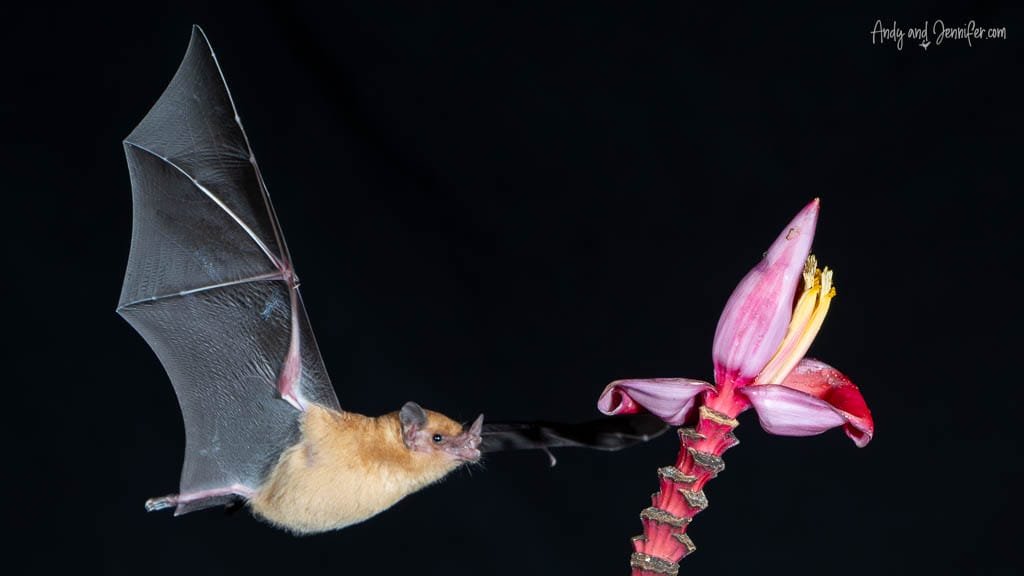 Nectar-feeding bat extending its long tongue toward a banana flower during night photography at Rancho Naturalista, Costa Rica.