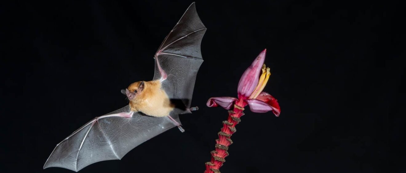 Nectar-feeding bat near a banana flower during a night photography session at Rancho Naturalista, Costa Rica.