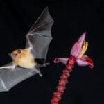 Nectar-feeding bat near a banana flower during a night photography session at Rancho Naturalista, Costa Rica.