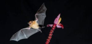 Nectar-feeding bat near a banana flower during a night photography session at Rancho Naturalista, Costa Rica.