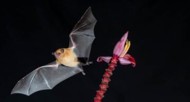 Nectar-feeding bat near a banana flower during a night photography session at Rancho Naturalista, Costa Rica.