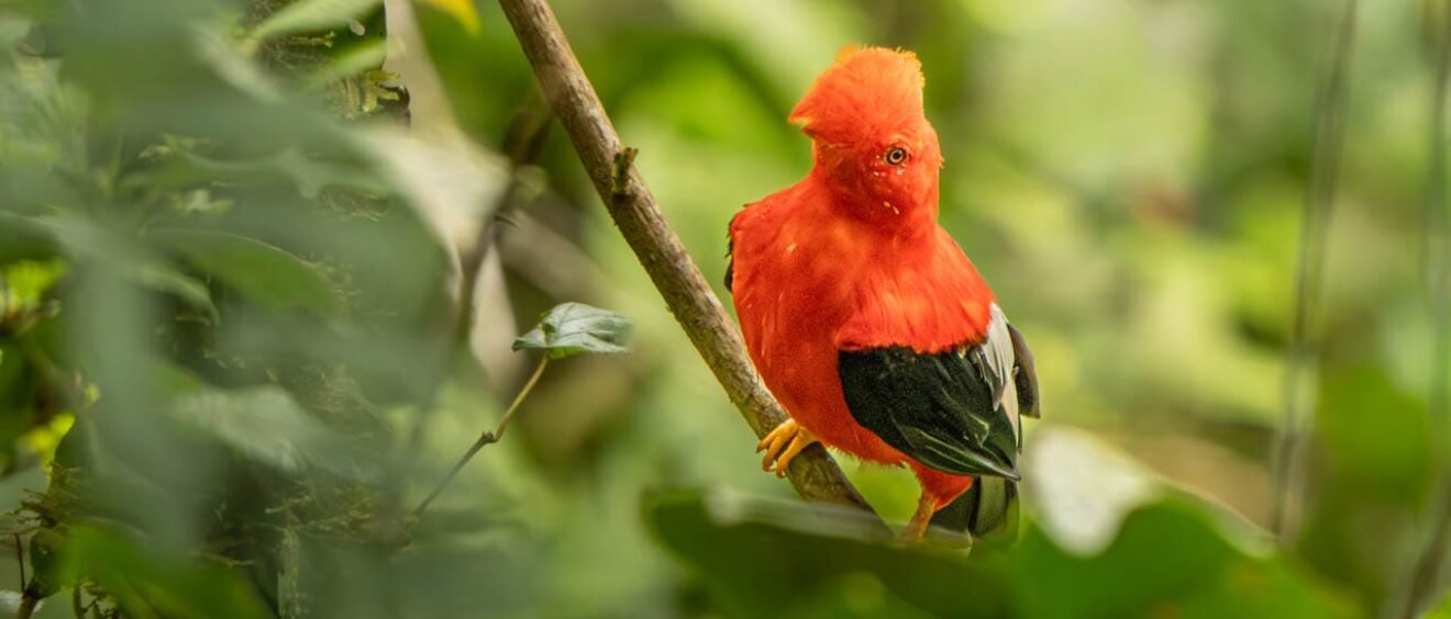 Male Andean cock-of-the-rock perched among dense forest vegetation at Finca La Victoriana, Ecuador.