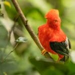 Male Andean cock-of-the-rock perched among dense forest vegetation at Finca La Victoriana, Ecuador.
