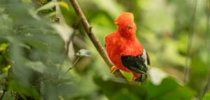 Male Andean cock-of-the-rock perched among dense forest vegetation at Finca La Victoriana, Ecuador.