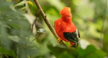 Male Andean cock-of-the-rock perched among dense forest vegetation at Finca La Victoriana, Ecuador.