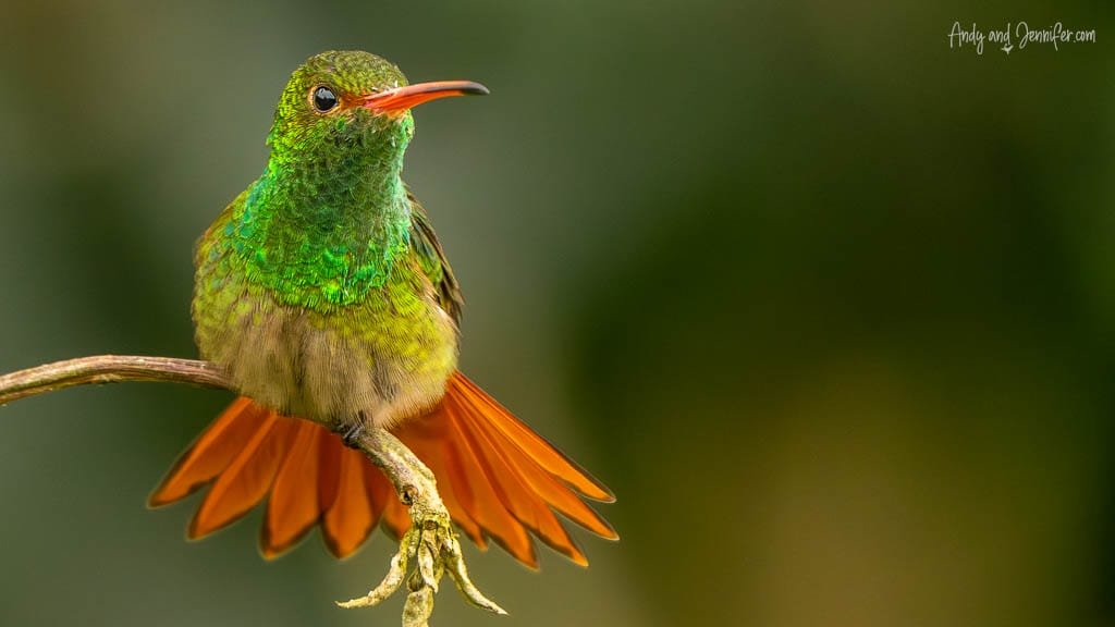 Rufous-tailed hummingbird perched with its orange tail spread at Finca La Victoriana, Ecuador.