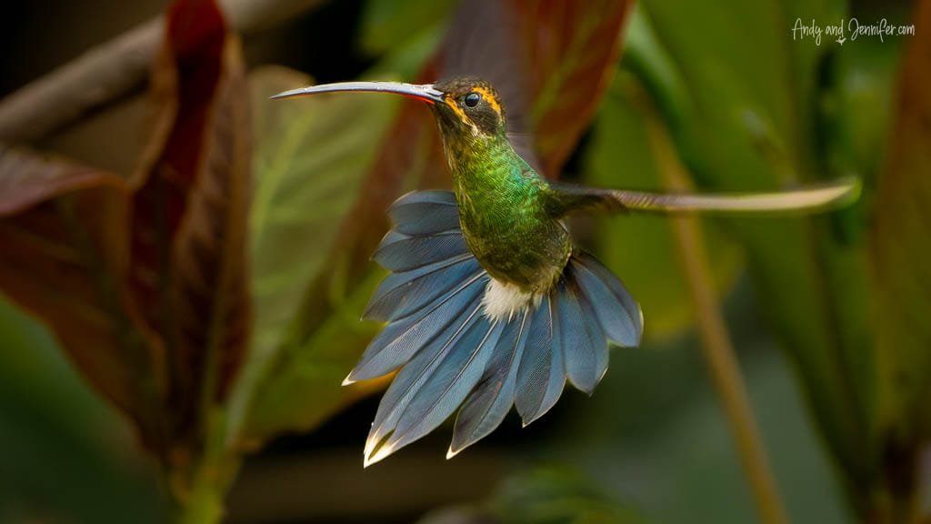 White whiskered hermit hummingbird hovering with its tail spread among tropical vegetation at Finca La Victoriana, Ecuador.