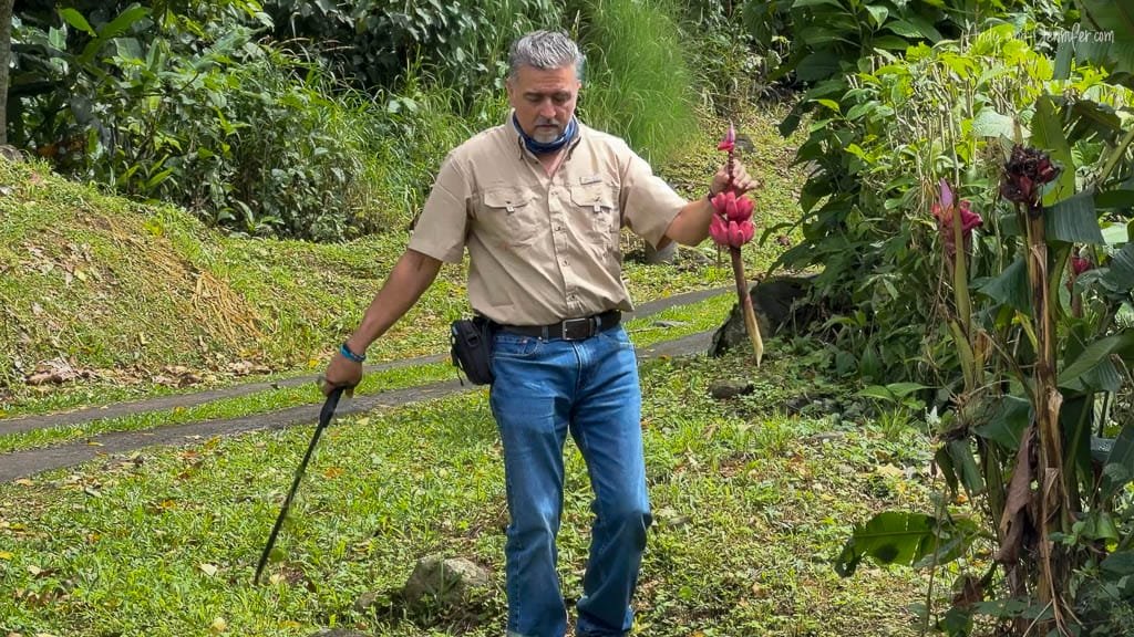 Guide collecting a banana flower for the bat photography setup near Rancho Naturalista, Costa Rica.