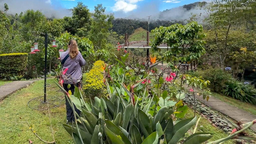 A woman photographing hummingbirds visitng the nectar feeders in the gardens at Batsu Gardens, with misty cloud forest and coffee-covered hillsides in the background.