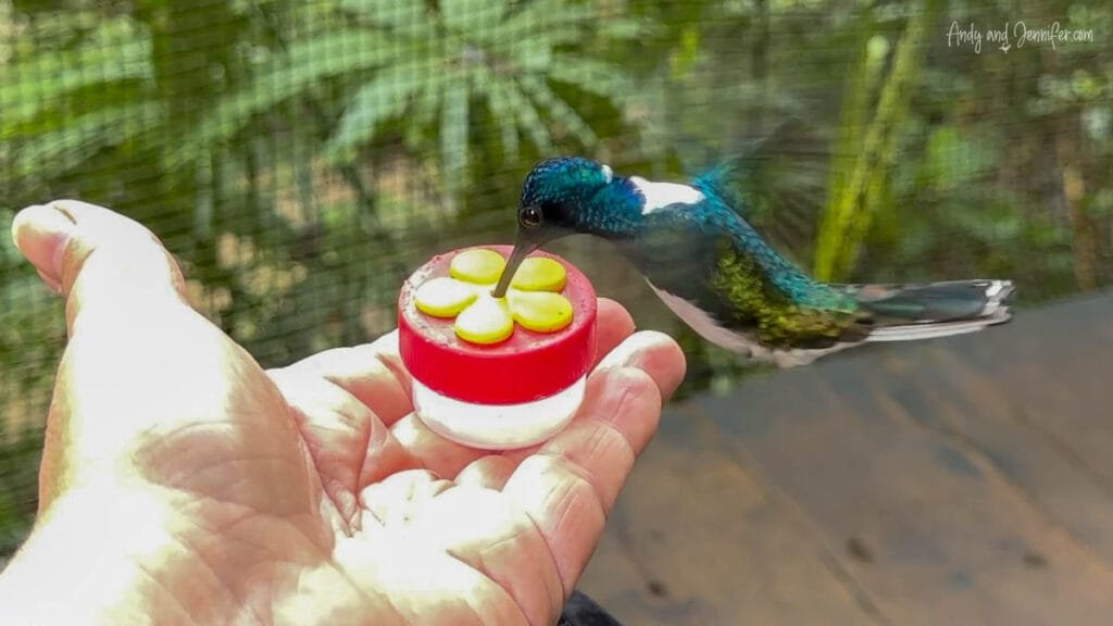 White-necked jacobin hummingbird feeding from a handheld feeder in the rainforest near Canopy Tower Panama.