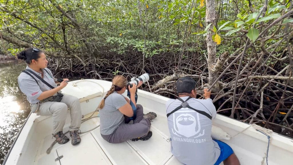 Birders photographing an American pygmy kingfisher from a boat in the mangroves of Isla Venada Canal, Panama.