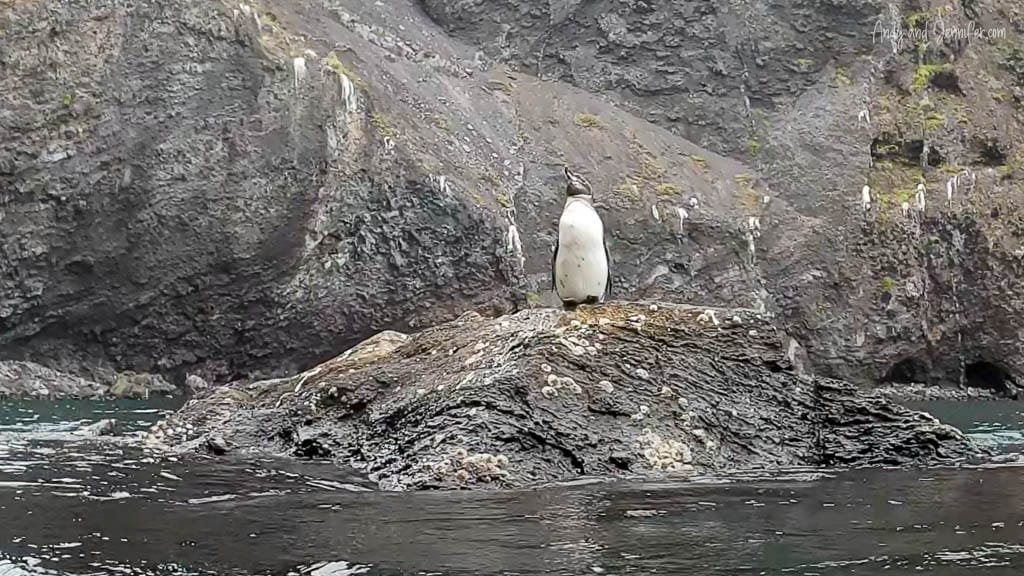 Galápagos penguin standing on a rocky outcrop at Albemarle Point on Isabela Island.