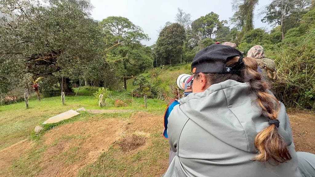 Bird photographer photographing resplendent quetzals from the viewing platform near El Guarco on Cerro de la Muerte, Costa Rica.