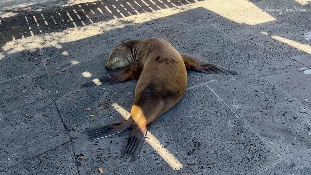 Galápagos sea lion resting on the pavement near the ferry dock on Santa Cruz Island.