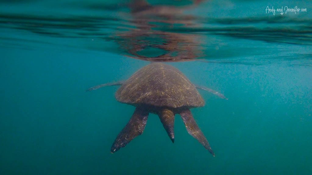 Green sea turtle swimming just below the surface during snorkelling at Urbina Bay, Isabela Island, Galápagos.