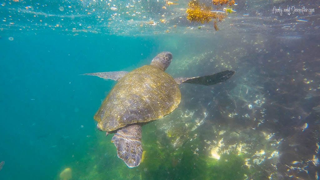 Green sea turtle swimming underwater during a snorkel at Tagus Cove, Isabela Island, Galápagos.