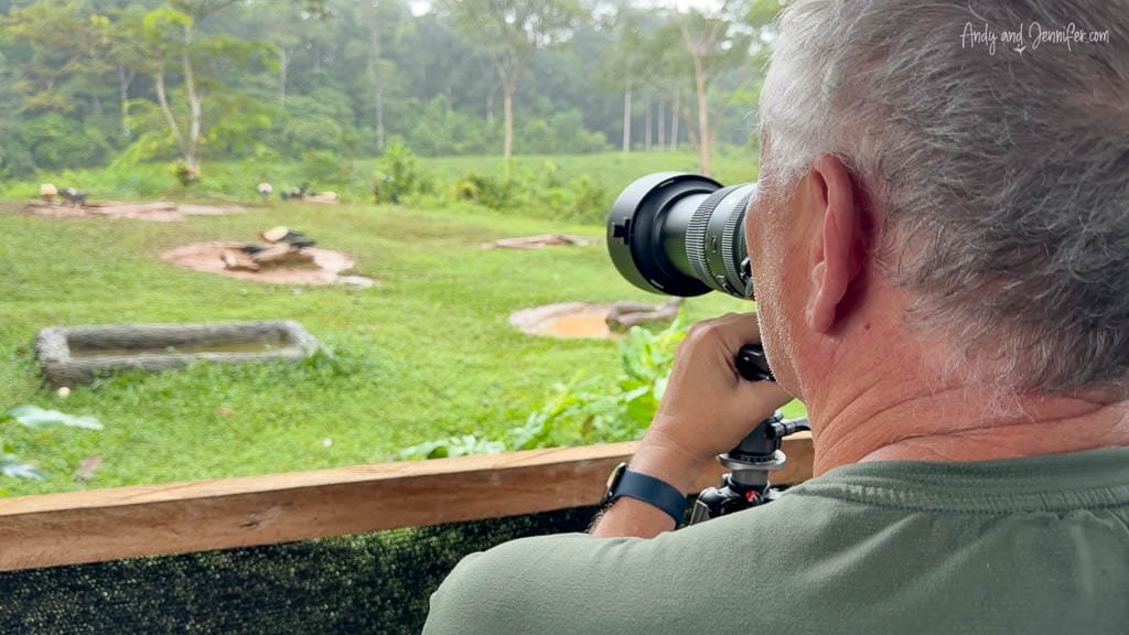 Photographing king vultures from a wildlife photography hide near Laguna Lagarto in Costa Rica.