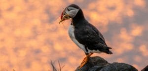 Puffins of Bonavista: Close Encounters at Cape Bonavista Lighthouse