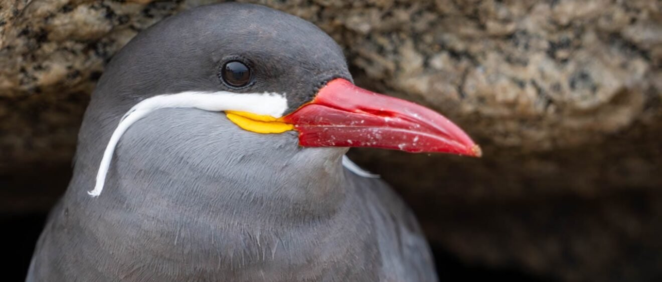 Inca tern close-up showing its red bill, yellow wattles and distinctive white facial plumes in Viña del Mar, Chile.